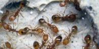 How do ants prepare for winter and do they stock up for the winter?