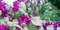 How to grow amaranth at home When can you plant amaranth seedlings